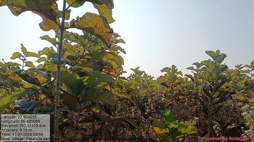 Impact Project Image